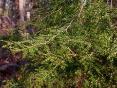 Tsuga canadensis