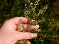Tsuga canadensis