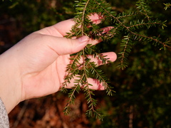 Tsuga canadensis