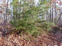 Tsuga canadensis