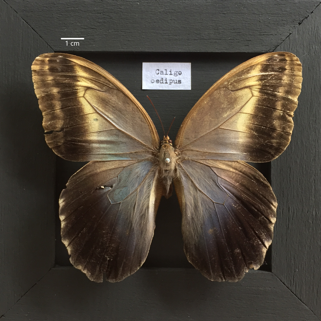 Fruhstorfer's Owl-Butterfly