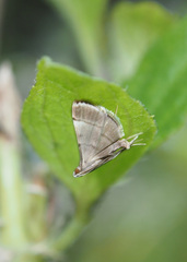 Cangetta hartoghialis