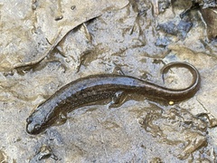 Desmognathus fuscus