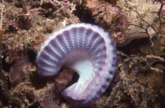 Sycozoa cerebriformis