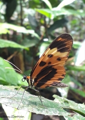 Mechanitis messenoides