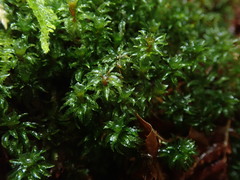 Atrichum selwynii