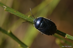 Canthophorus melanopterus