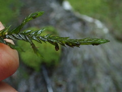 Fontinalis neomexicana