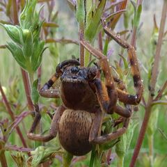 Neosparassus patellatus