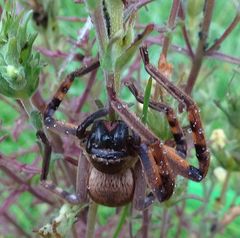 Neosparassus patellatus