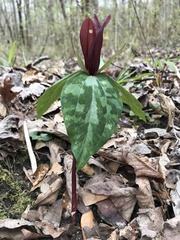 Trillium decipiens