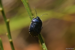 Canthophorus melanopterus