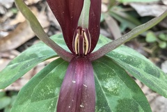 Trillium decipiens