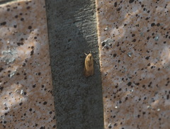 Nomophila noctuella