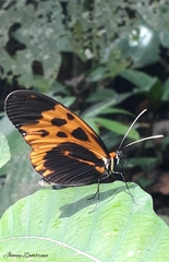 Mechanitis messenoides