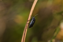 Canthophorus melanopterus