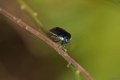 Canthophorus melanopterus