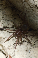 Hypodrassodes maoricus