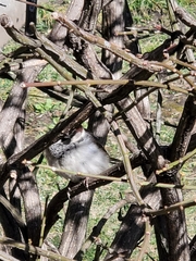 Passer domesticus