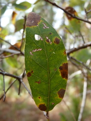 Quercus incana