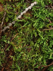 Claopodium bolanderi