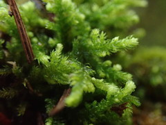 Claopodium bolanderi