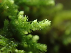 Claopodium bolanderi