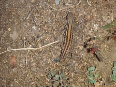 Liolaemus lemniscatus