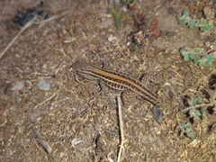 Liolaemus lemniscatus