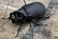 Heterogomphus mniszechi