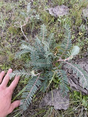 Astragalus asymmetricus