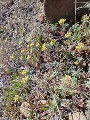 Alyssum desertorum