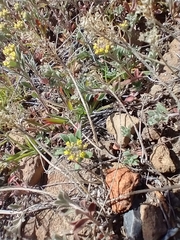 Alyssum desertorum