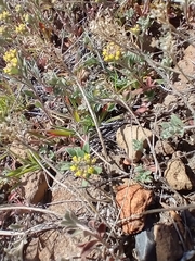 Alyssum desertorum