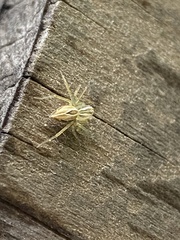 Oxyopes salticus