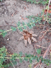 Grammostola rosea