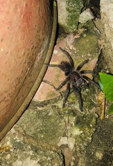 Araneae