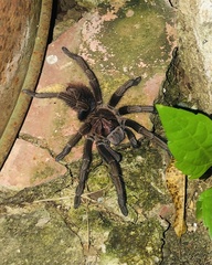 Araneae