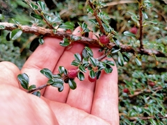 Cotoneaster microphyllus