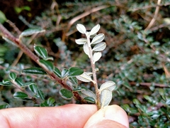 Cotoneaster microphyllus