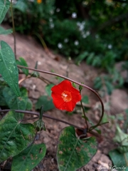 Ipomoea cholulensis