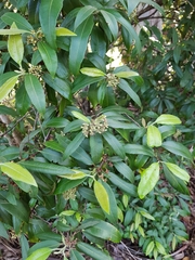 Backhousia citriodora