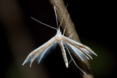 Pterophorus furcatalis