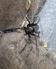 Desidae