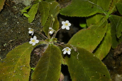 Amalophyllon macrophyllum