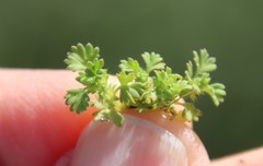 Alchemilla occidentalis