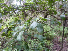 Xanthostemon oppositifolius