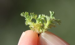 Alchemilla occidentalis