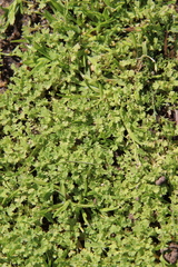 Alchemilla occidentalis