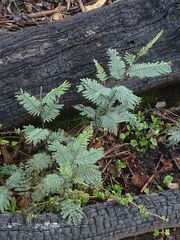 Acacia dealbata dealbata